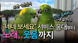[앵무새수다]네네 보세요 고객서비스 응대부터 노래하고 …