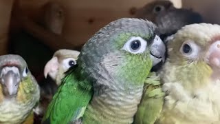 아기 코뉴어 앵무새들의 펠렛 먹방
