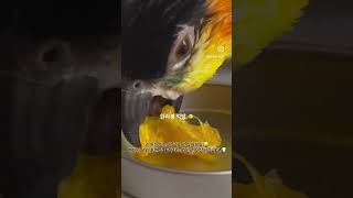 샤워 후엔 한라봉이지 #parrot #앵무새 #앵집사 …