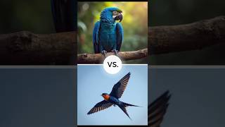 Hyacinth macaw vs swallow vs (…