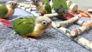 파인애플코뉴어... 엎드려~