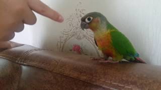 코뉴어 목 흔들기