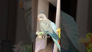 어차피 할 일도 없는데 한숨 자고 일어나~ #퀘이커앵무…