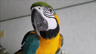 청금강 젤리 근황 커튼 뜯뜯