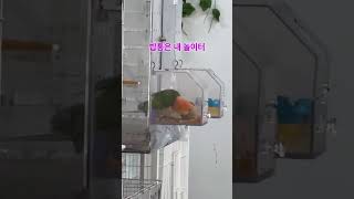 밥통에서 데굴데굴 롤리 #parrot #birds #birdslover #앵무새 #카이큐 #노란머리카이큐 #롤리
