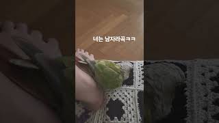 코뉴어 발정기 #코뉴어앵무새 #시나몬코뉴어 #앵무새 발정기#코뉴어수컷