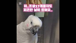 #엄브렐라코카투 #앵무새 #앵무새키우기 #앵무새브이로그…