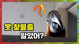 앵무새를 상대로 몰래 촬영하면 생기는일  내 핸드폰 어…