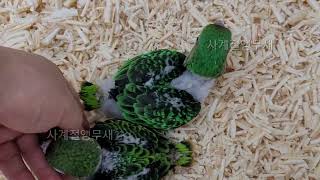 22년 봄 분양 앵무새