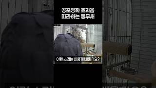 공포영화 효과음 따라하는 앵무새  회색앵무 잠바