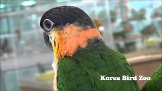 Caique 검은머리카이큐Birdzoo co kr