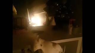 몸치 나나 열심히 춤추는중 유황앵무 코카투