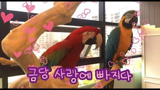 사랑에 빠진 금당이 (with 청금강)