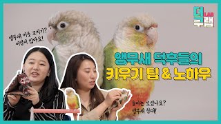 앵무새 키우기 어렵지 않아요! 앵무새 키우기 팁 &am…