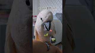 너 그러다 벌 받는다?! / 먹뱉하는 앵무새 / par…