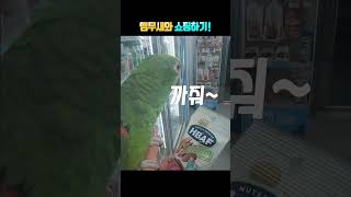 앵무새와 쇼핑하기~ 못하는 말이 없네 ㅎ