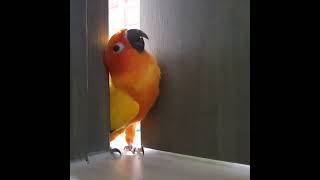 썬코뉴어 망고의 새방 탈출