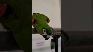 한스마카우 사랑이 #앵무새 #parrot