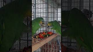 대!발견!!! 앵무새들도 오른(발)손잡이와 왼손(발)잡…