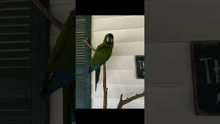 Larry the mini macaw #macawsworld #parrot #macaw #birds #pets