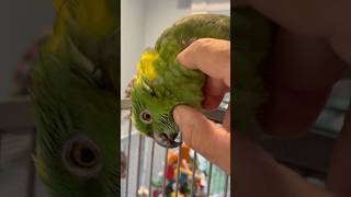 Mickey gets a little camera timeMick is a Yellow Naped Amazon and is about 40ish#amazon #pet