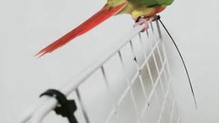 두달반된코뉴어,모찌모찌♥