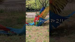 [마르코와 라틴] 인성파탄 난 앵무새 / 어떻게 사랑이…