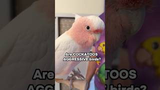 Are Cockatoos Aggressive Birds…
