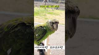 쟈딘앵무 앵무새 #parrot #shortvideo