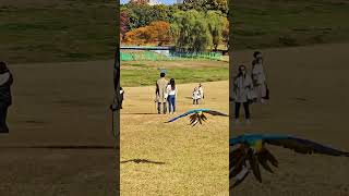 올림픽공원에 나타난 앵무새들 하늘을 날고 있어요 ! #앵무새자유비행