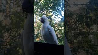 Cockatoo by my room's window 코카투 コカトゥ #cockatoo