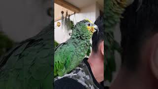 오렌지윙 아마존 앵무새