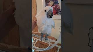 코카투앵무새 3개월 아기새 애교가 장난아님