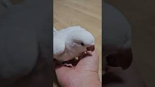 퀘이커앵무새 아가짓^^ 사랑입니다♡   #앵무새 #이유조 #반려조 #알비노퀘이커 #분양맛집