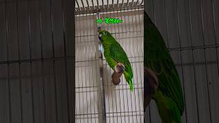 쏙쓰리다는 아리#말하는 #아마존 #앵무새 #아리 #앵톡 #parrot #birds #구여운 #좋아요