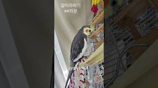 #말따라하기  #까꿍 #왕관앵무새  #앵두는체리 #cockatiel #영상