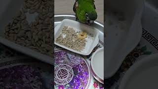 #앵무새 #한스마카우 #13세 남자. 아침식사