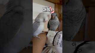 오빠보다는 엄마가 좋은 앵무새  퀘이커앵무새 부리, 모란앵무 옹심이  #parrot #반려동물