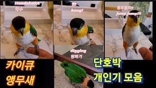 카이큐앵무새 단호박 개인기 모음