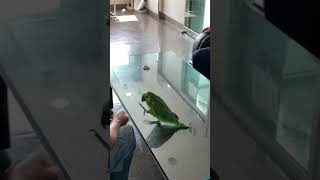 교육받는 금동이 (아마존 앵무)