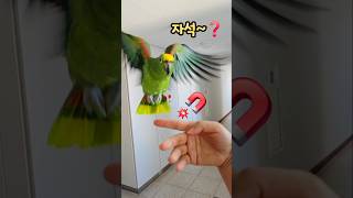 초강력!! #앵무새개인기 #아마존앵무새