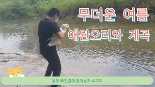 무더운 여름 애완오리와 계곡 여행 (청금강앵무새 보조출연)