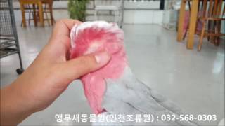 갈라코카투앵무새분양 Galah cockatoo (Eol…