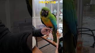 밀리골드마카우 #shorts #카페마카우