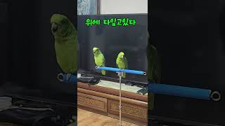 아마존앵무새 아리 유튭 보고도 배우네요 #parrot …