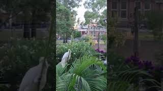 CockatooBird#cockatoo#호주코카투#시드니야생앵무새#앵무새#코카투