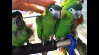 앵무새/중형앵무/마카우/한스마카우