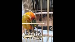 새로운 식구 썬코뉴어 ㅎㅎ