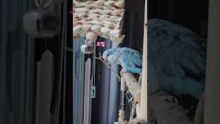 [퀘이커 앵무] 신기방기 | 바깥세상 #parrot #quakerparrot #까꿍이 #블랙핑크 