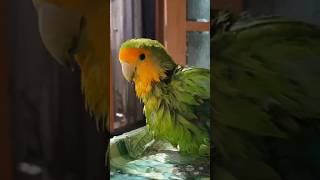 화창한 일요일, 로나가 목욕을 해요~ On a sunn…